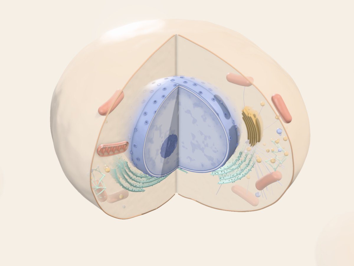 Animal cell in 3D cross-section: nucleus and its pores, endoplasmic reticulum, Golgi apparatus, mitochondria, microtubules