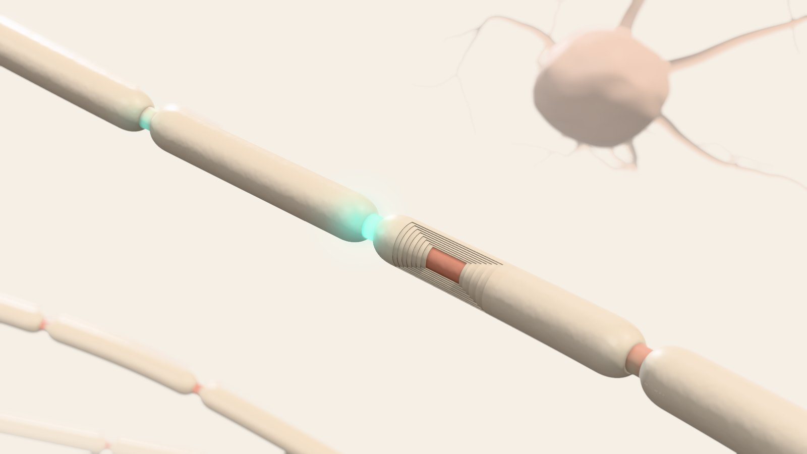 A nerve impulse travelling along a myelinated axon, 3D illustration